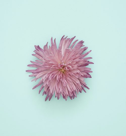 pink-petaled-flower-on-light-blue-surface-1037997